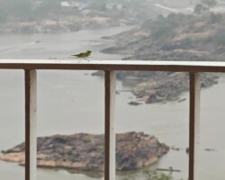 A lonely praying mantis looks in